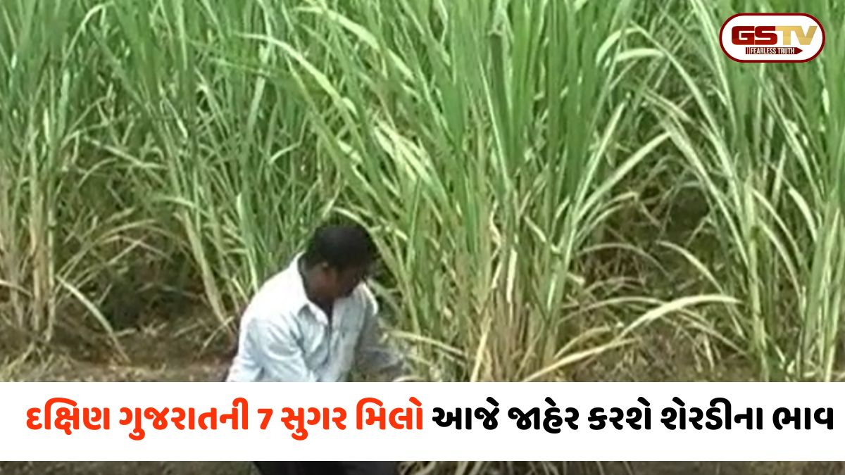 VIDEO: Surat / ખેડૂતો માટે મહત્વનો દિવસ; દક્ષિણ ગુજરાતની 7 સુગર મિલો આજે જાહેર કરશે શેરડીના ભાવ