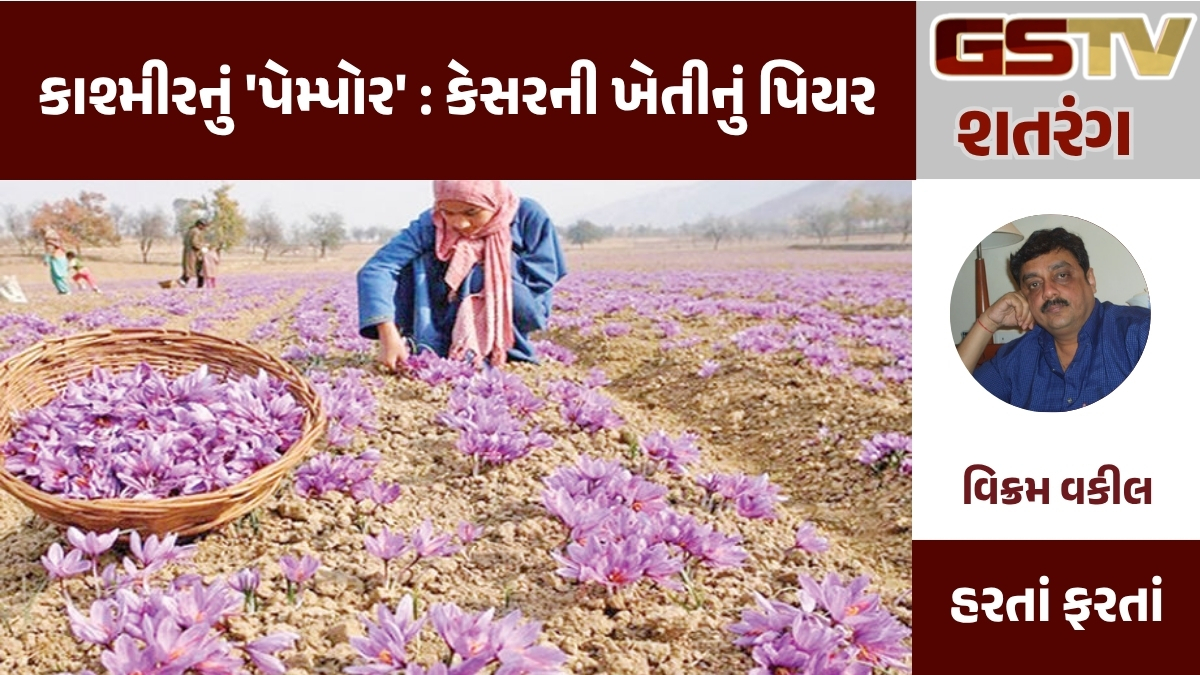 GSTV શતરંગ : કાશ્મીરનું 'પેમ્પોર' : કેસરની ખેતીનું પિયર