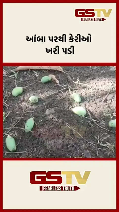 GIR SOMNATH: આંબા પરથી કેરીઓ ખરી પડી