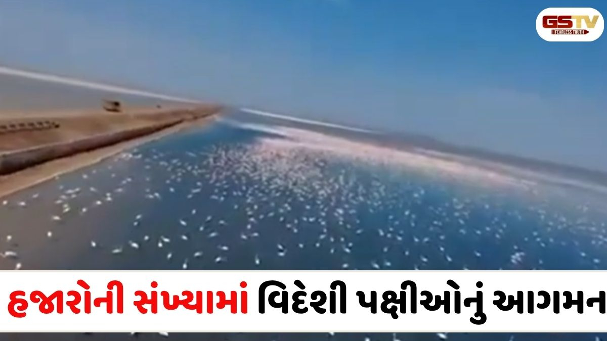 VIDEO: કચ્છની સુંદરતામાં વધારો, હજારોની સંખ્યામાં વિદેશી પક્ષીઓ મળ્યા જોવા