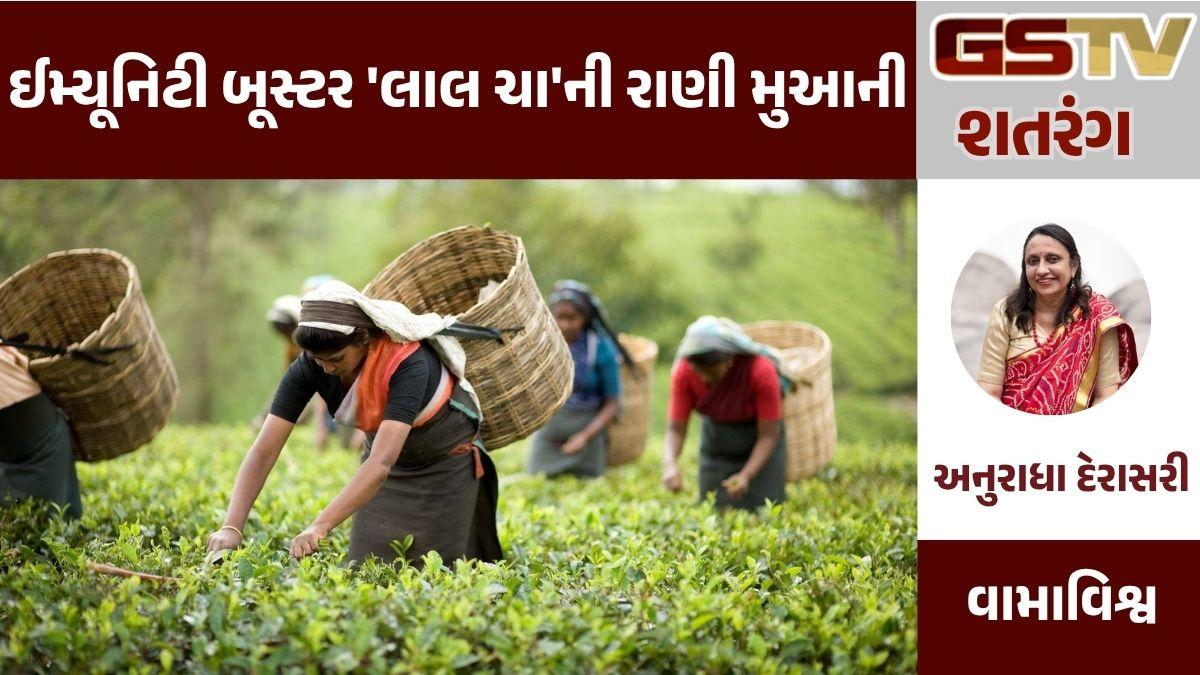 GSTV શતરંગ: ઈમ્યૂનિટી બૂસ્ટર 'લાલ ચા'ની રાણી મુઆની