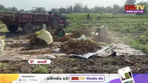 VIDEO: વડોદરા જિલ્લામાં કમોસમી વરસાદથી તૈયાર પાક પલળી ગયો, ખેડૂતોને મોટું નુકસાન