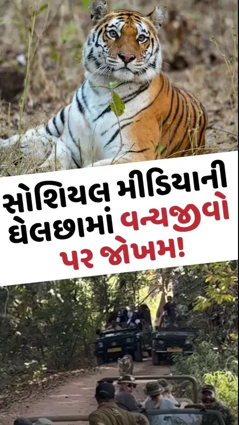 Viral Video: સોશિયલ મીડિયાની લ્હાયમાં પ્રાણીઓના પ્રદેશમાં માનવીય દખલ; સેલ્ફી અને રીલ્સની લાલચમાં વાઘ પર વધી રહ્યું છે જોખમ