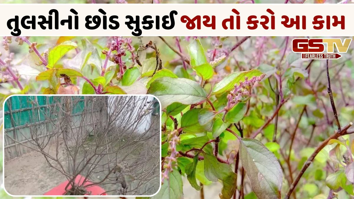 જો ઘરમાં તુલસીનો છોડ સુકાઈ જાય તો, તમારા જીવનમાં આવી શકે છે સમસ્યાઓ!