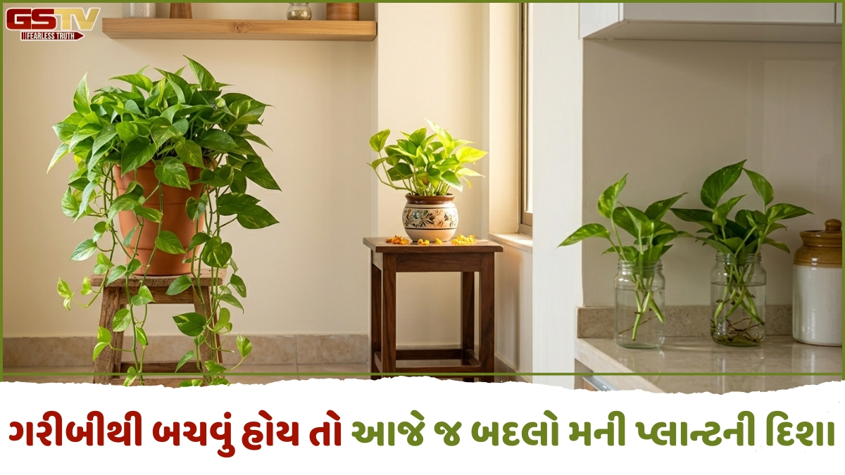 Religion: મની પ્લાન્ટની આ ભૂલો રાજાને પણ બનાવી શકે છે રંક, જાણો વાસ્તુના 5 ખાસ નિયમો