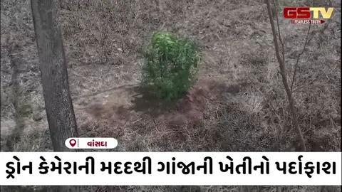 VIDEO: Navsariમાં ડ્રોન કેમેરાની મદદથી ગાંજાની ખેતીનો પર્દાફાશ, 1.81 લાખના મુદ્દામાલ સાથે 1 શખ્સ ઝડપાયો