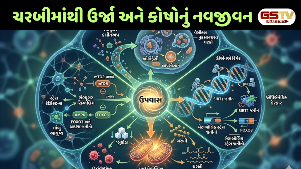 Ravi Purti : શા માટે ઉપવાસ જરૂરી છે? કોષોના નકામા કચરાને દૂર કરી માનસિક અને શારીરિક સ્વાસ્થ્ય મેળવવાની કુદરતી રીત