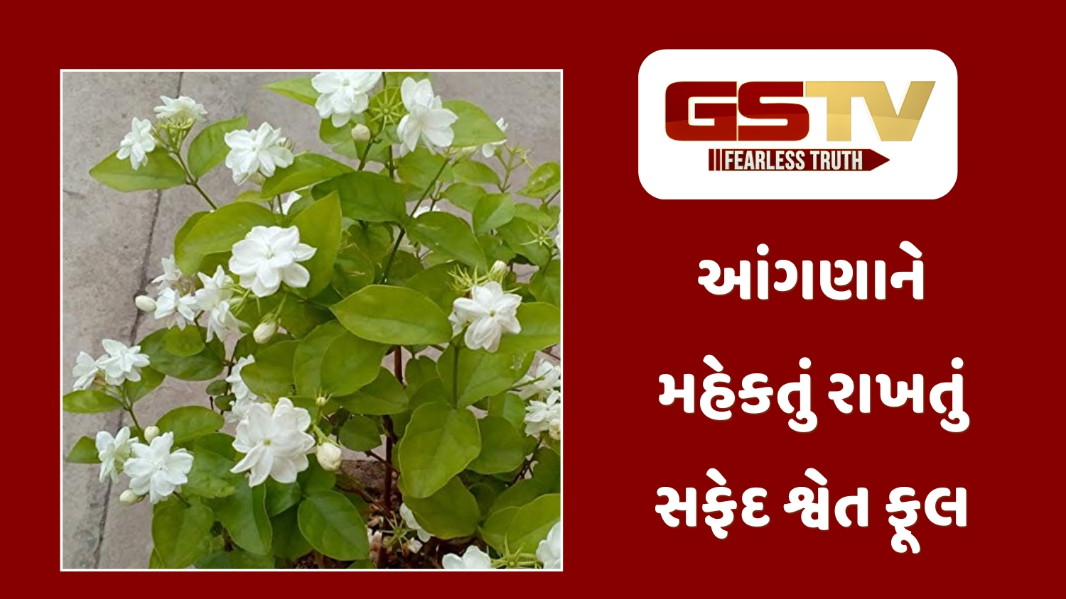Sahiyar / પ્રાકૃતિક અત્તર: આ ફૂલોથી તમારા ઘરને બનાવો સુગંધિત