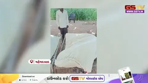 VIDEO:  મહેમદાવાદના રૂદણ ગામના સરસવણી સીમના ખેતરમાં ગેરકાયદેસર ગાંજાની ખેતી ઝડપાઈ