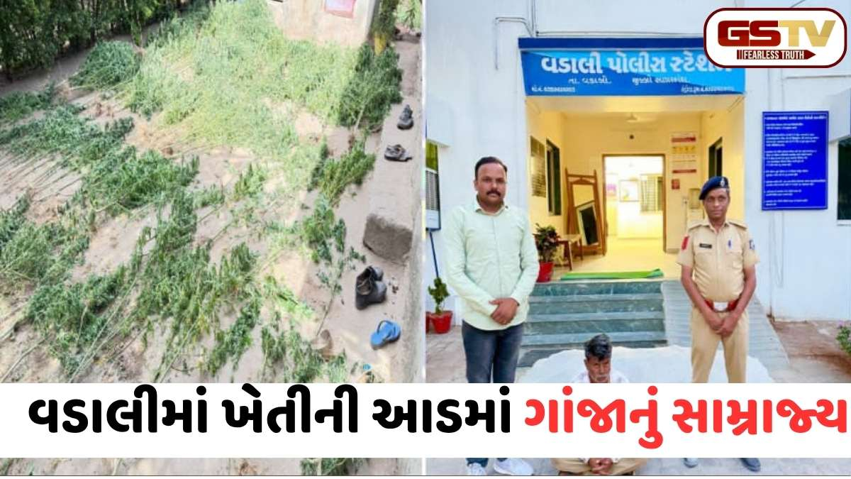 VIDEO: સાબરકાંઠા પોલીસની મોટી કાર્યવાહી! કેસરપુરામાં ગાંજાના વાવેતર પર ત્રાટકી પોલીસ, 1 આરોપીની અટકાયત