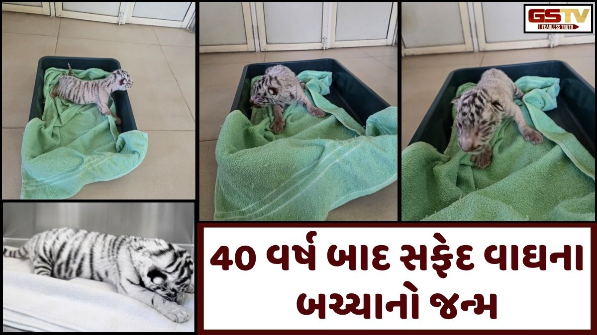 વડોદરામાં 40 વર્ષ બાદ સફેદ વાઘના બચ્ચાનો જન્મ, 3માંથી 2 બચ્ચાનાં મોત, એક સુરક્ષિત