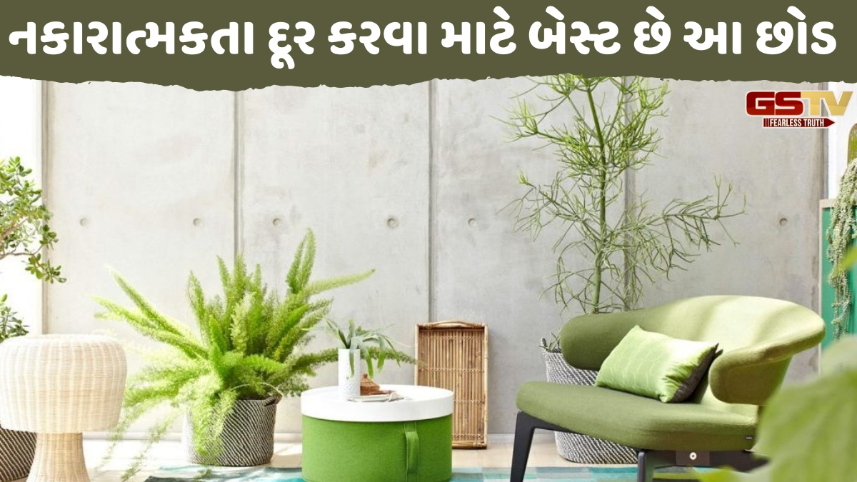 Religion: તુલસી અને મની પ્લાન્ટ સિવાય આ છોડ પણ ઘરમાં લાવે છે સુખ-સમૃદ્ધિ, વાસ્તુ અનુસાર જાણો તેના ચમત્કારી ગુણો