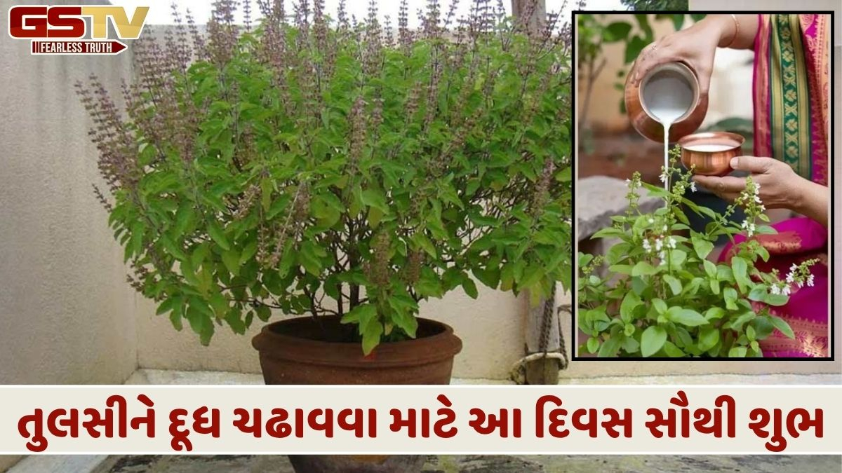 Religion: તુલસી પર કાચું દૂધ ચઢાવવાથી બદલાઈ જશે તમારું ભાગ્ય!