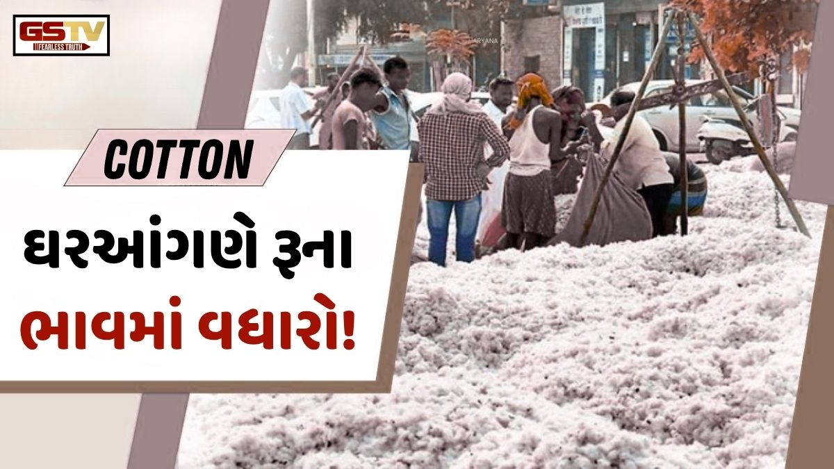 Business Plus: રૂમાં પાકના પલટાતા અંદાજો વચ્ચે ઘરઆંગણે જ ભાવમાં થયો વધારો!