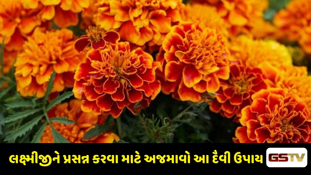 Religion: ગલગોટાના ફૂલનો આ ચમત્કારિક ઉપાય: ઘરમાં આવશે સુખ-સમૃદ્ધિ અને દૂર થશે આર્થિક તંગી