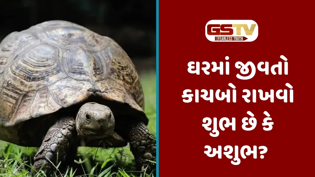 Religion : શું ઘરમાં જીવતો કાચબો રાખવાથી લક્ષ્મીજી પ્રસન્ન થાય છે? જાણો તેની સાથે જોડાયેલી ખાસ વાતો