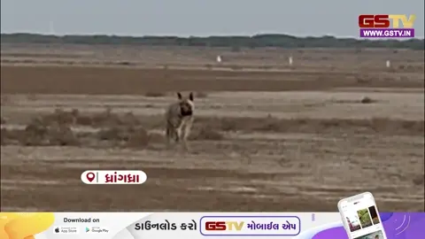 VIDEO: કુદરતના ‘સફાઈ કામદાર’ ઝરખનું સુરેન્દ્રનગરમાં આગમન, જિલ્લામાં 25 જેટલી સંખ્યા નોંધાઈ