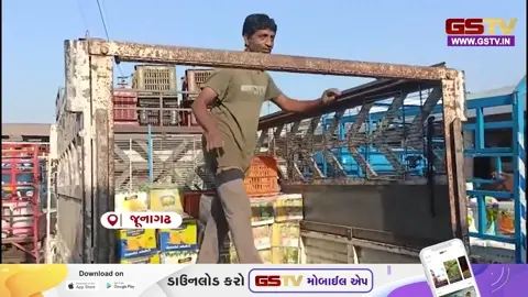 VIDEO: સ્વાદ રસિકો માટે ખુશીના સમાચાર, જૂનાગઢ માર્કેટિંગ યાર્ડમાં કેસર કેરીની મબલખ આવક