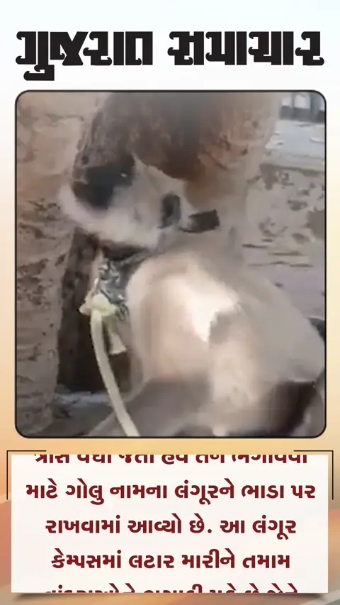 અલીગઢની કોલેજમાં વાંદરાઓને ભગાવવા ભાડે રખાયો લંગૂર