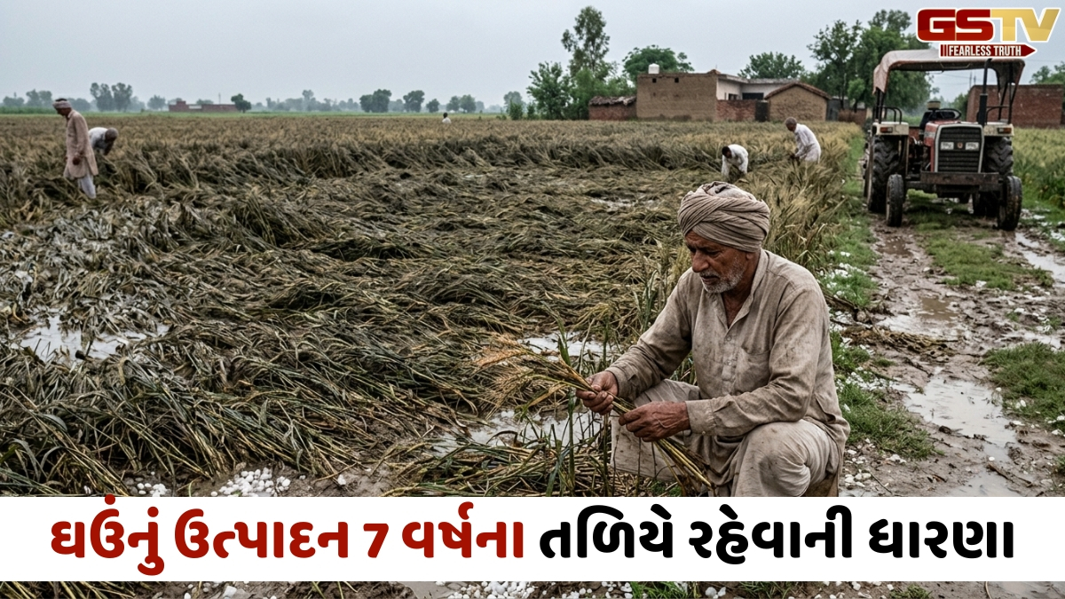 દેશમાં ઘઉંનું ઉત્પાદન 10 ટકા ઘટવાનો અંદાજ: કમોસમી વરસાદથી પાક પર માઠી અસર