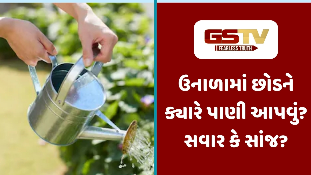 ઉનાળામાં છોડને પાણી આપવાનો સાચો સમય કયો? જાણો તમારા ગાર્ડનને લીલુંછમ રાખવાની ટિપ્સ