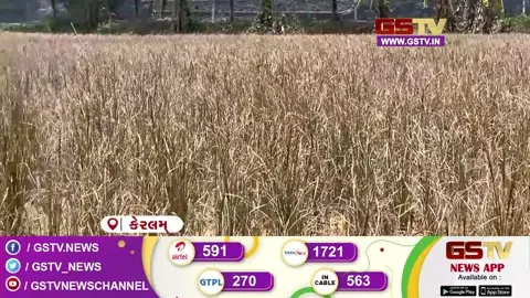 VIDEO: દક્ષિણ ભારતમાં ભીષણ ગરમીનો પ્રકોપ, ખેતરોમાં ઊભો પાક સૂકાઈ જવાની તૈયારીમાં