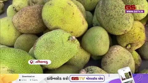 VIDEO/ ફણસ પ્રેમીઓ માટે ખુશખબર! થૂથુકુડી માર્કેટમાં ફણસની ધૂમ આવક શરૂ