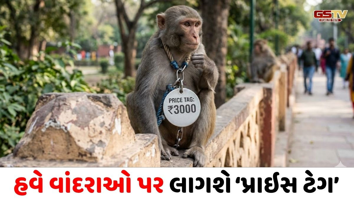 'વાંદરા પકડો, 600 રૂપિયા મેળવો', મહારાષ્ટ્ર સરકારનો અનોખો નિર્ણય