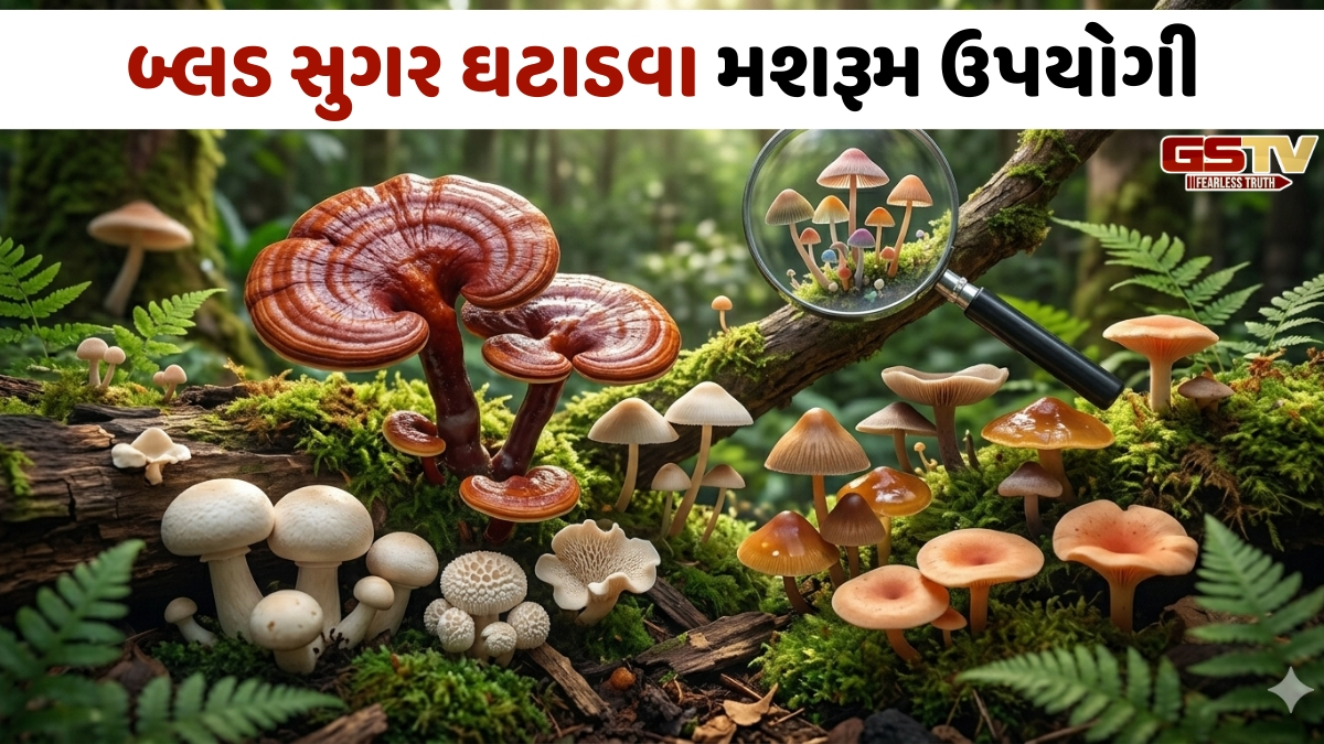 Business Plus/ ગ્લોબલ માર્કેટમાં ભારતીય મશરૂમનો દબદબો: નિકાસ ક્ષેત્રે 120 કરોડથી વધુનું યોગદાન