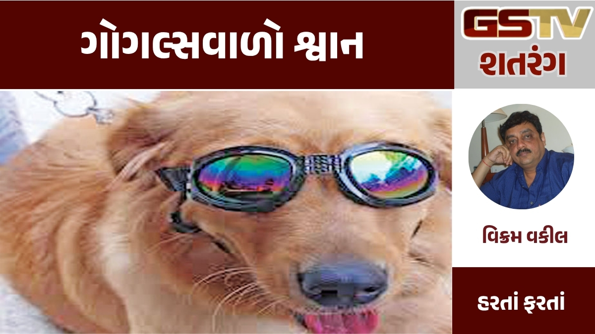 GSTV શતરંગ : ગોગલ્સવાળો શ્વાન