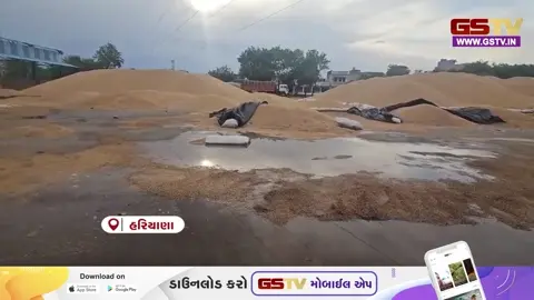 VIDEO: હરિયાણાના ચરખી દાદરીમાં વરસેલા વરસાદે ખેડૂતો અને સરકારની ચિંતામાં વધારો કર્યો