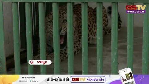 VIDEO: રાજસ્થાનના જયપુરમાં ભીષણ ગરમીથી વન્યજીવોને બચાવવા તંત્ર સજ્જ, ઠંડા પાણીના કુંડા અને વોટર સ્પ્રિંકલરથી વનરાજને મળશે રાહત