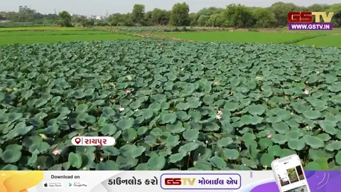 VIDEO: રાયપુરમાં લોટસ સિલ્કનું ઉત્પાદન; કમળની દાંડીમાંથી કાપડ બનાવી મહિલાઓ બની આત્મનિર્ભર