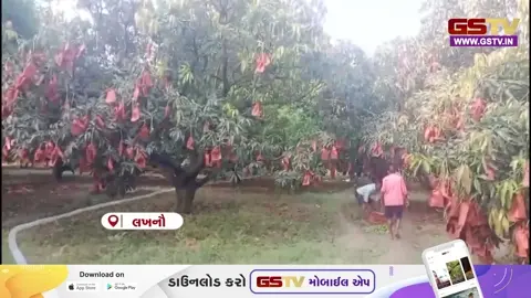 VIDEO : લખનૌમાં કુદરતી પ્રકોપથી ખેડૂતો પાયમાલ, ભારે વરસાદ અને કરાથી કેરીના પાકને વ્યાપક નુકસાન