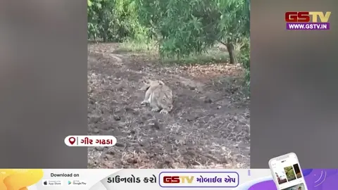 VIDEO: ગીર ગઢડા પંથકની આંબાવાડીમાં સિંહણ બે બચ્ચાં સાથે આરામ ફરમાવતી હોવાનો વીડિયો વાયરલ, સ્થાનિકોમાં ભય