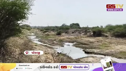VIDEO/ ધોરાજીમાં પશુપાલકો પર બેવડો માર, આકરા ઉનાળા વચ્ચે પાણી-ઘાસચારાની તીવ્ર અછત