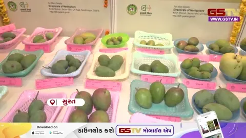 VIDEO: સુરત મેંગો ફેસ્ટિવલમાં આફૂસ-કેસરની ધૂમ, વાયબ્રન્ટ સુરતમાં કેમિકલ વગરની કેરીઓનો જમાવડો