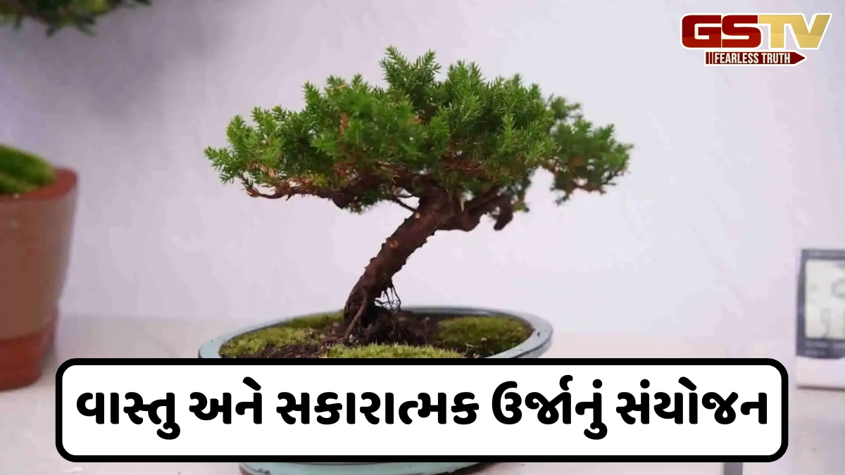 Vastu: સકારાત્મકતા વધારવા માટે ઘરની કઈ દિશામાં લગાવવી જોઈએ બોંસાઈ?