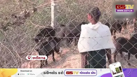 VIDEO: છત્તીસગઢના સરગુજામાં બકરી બેંક પહેલથી ગ્રામીણ મહિલાઓના જીવનમાં આવ્યું પરિવર્તન