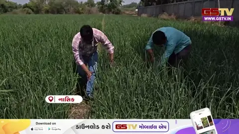 VIDEO: નાસિકમાં જળ સંકટ વચ્ચે 'મલ્ચિંગ પેપર' ટેકનિક બની આશીર્વાદરૂપ; ખેડૂતોએ ડુંગળીના પાકને બચાવવા અપનાવ્યો આધુનિક માર્ગ