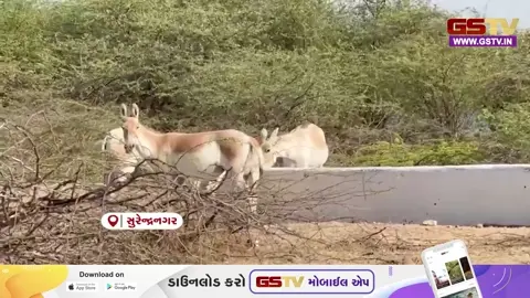 VIDEO:સુરેન્દ્રનગર જિલ્લામાં ગરમીનો પારો 43.5 ડિગ્રીએ પહોંચતા જનજીવન સહિત વન્યજીવોને પણ થઈ અસર