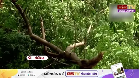 VIDEO: ચંદીગઢમાં વાવાઝોડાને કારણે ભારે તારાજી, વિશાળ વૃક્ષો જડમૂળથી ઉખડી ગયા!