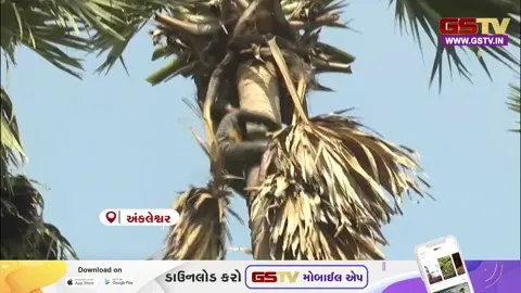 VIDEO: અંકલેશ્વરના જૂના દીવા ગામે કુદરતની મહેર, ખેડૂતો માટે 'તાડના વૃક્ષો' બન્યા કમાણીનું સાધન