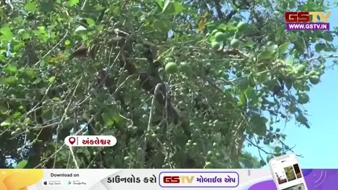 VIDEO: અંકલેશ્વરના ખેડૂતે પડતર જગ્યામાં વાવેલા ઝાડમાં ગુંદાની ખેતી કરી મેળવ્યો મબલક પાક