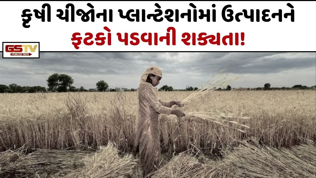 Business Plus: ટ્રમ્પના યુદ્ધ-યુદ્ધના ગાણાંને કારણે આખા વિશ્વમાં અનિશ્ચિતતાનો માહોલ! કૃષિ પાકોનું ઉત્પાદન ઘટવાની ભીતિ
