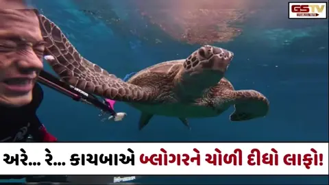 VIRAL VIDEO: અરે... રે... કાચબાએ બ્લોગરને ચોળી દીધો લાફો!