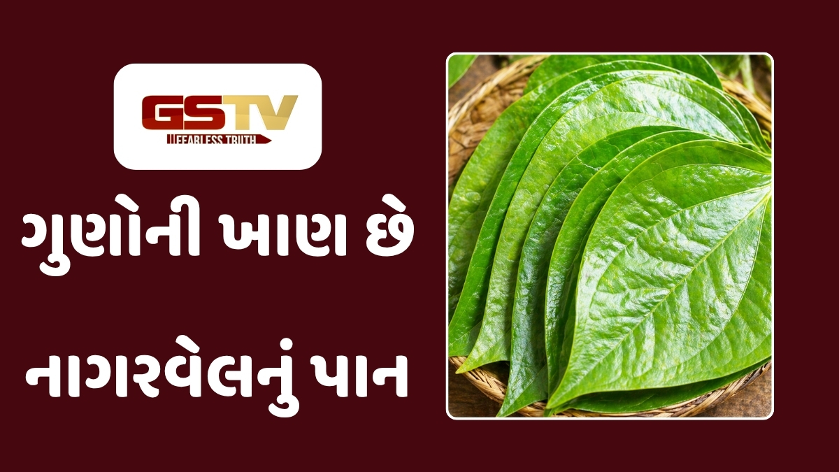 Sahiyar : ઔષધીય ગુણોનો ખજાનો: નાગરવેલનું પાનના અદભૂત સ્વાસ્થ્ય લાભો