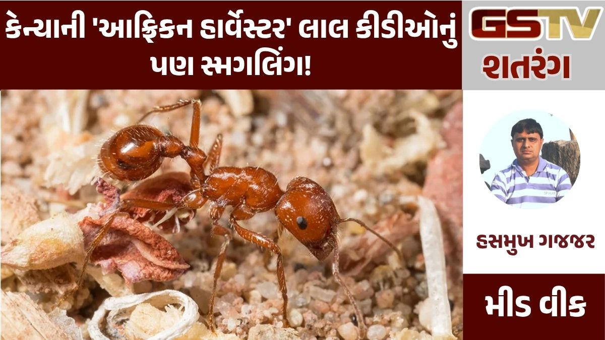 GSTV શતરંગ: કેન્યાની 'આફ્રિકન હાર્વેસ્ટર' લાલ કીડીઓનું પણ સ્મગલિંગ!