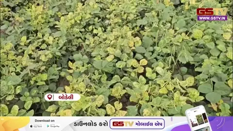 VIDEO: છોટાઉદેપુર / બોડેલીના ખેડૂતોનો નકલી મગનું બિયારણ પધરાવી દીધાનો આક્ષેપ, બે મહિના પછી પણ પાક પર શિંગો ન આવતા ચિંતા વધી
