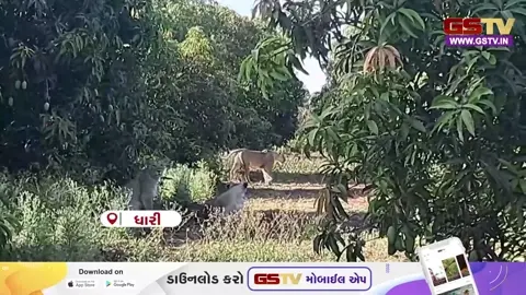 VIDEO: ફળોના રાજાની રક્ષા કરતા 'વનરાજા', ધારીના ઝર ગામે આંબાવાડીમાં સિંહ પરિવાર બન્યો ચોકીદાર